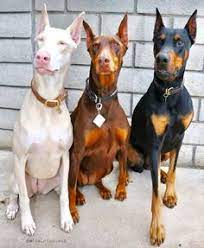 170 Doberman Ideas Doberman Doberman Pinscher Doberman Dogs