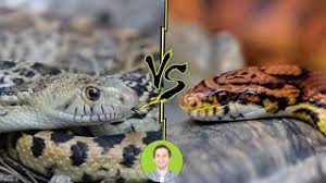Wild bull snake drinking water out of my hand. Corn Snake Vs Gopher Snake Head To Head Youtube