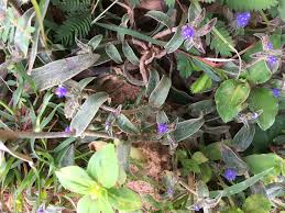 Image result for Cyanotis sp. aff. C. lapidosa