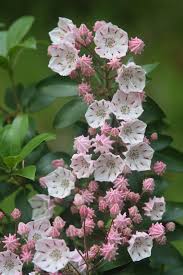 Image result for Hilleria latifolia