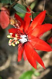 It is a rapid grower and produces many blooms. 900 Clematis Passion Flower Ideas In 2021 Clematis Clematis Vine Planting Flowers