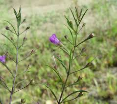 Image result for Geigeria filifolia