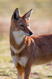 Pin By Margaret Worsham On Noah S Ark Ethiopian Wolf Wild Dogs Animals Wild