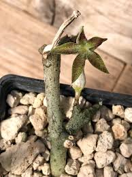 Image result for Ceropegia cimiciodora