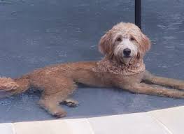We breed goldendoodle, sheepadoodle, and bernedoodle puppies. Raising Goldendoodles On Our Wv Farm