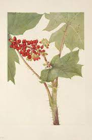 Wholesale Devil S Club Root Bark Monterey Bay Herb Co