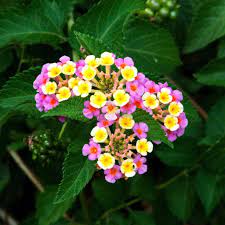 Lantana Lantana Love Flowers Viburnum