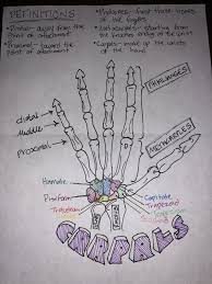 The carpal bones are the eight small bones that make up the wrist (or carpus) that connects the hand to the forearm. Carpal Bones Labeled And Color Coded Even Though Metacarpals Is Spelled Wrong Still A Great St Nursing School Notes Radiology Student Medical School Studying