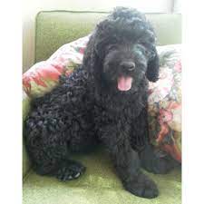 Puppies For Sale Schnoodles In Union Ohio Schnoodle Puppies For Sale Schnoodle Puppy