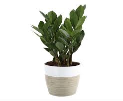 Decorating Your Living Room Costa Farms Zz Zamioculcas Zamiifolia Indoor Plant White Natural Live Indoor Plants Indoor Plants Plants