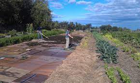 Any cardboard that is not heavily printed, has no tape, no shiny finish, is unwaxed and plain brown is. How To Prep Your Garden With Cardboard Heifer International