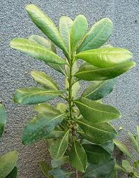 Image result for Canellaceae