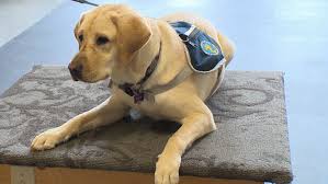 After applying, please check your junk mail for emails from us! Families Seeking Autism Service Dogs Face Years Long Wait Lists Ctv News