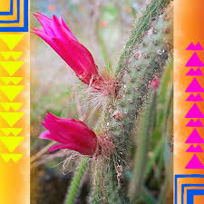 We did not find results for: Disocactus Flagelliformis Syn Aporocactus Flagelliformus Rat S Tail Cactus In Gardentags Plant Encyclopedia