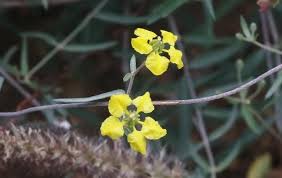 Image result for Janusia