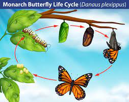 Ciclo De Vida De La Mariposa Monarca Vector Premium