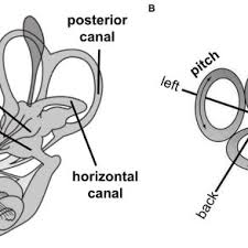 Your doctor can diagnose it based on your pattern of symptoms and a medical evaluation. Epley Maneuver 2 Barbecue Maneuver This Treatment Typically Used When Download Scientific Diagram