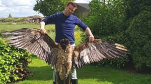 De lammergier (gypaetus barbatus) of baardgier is een vogel uit de familie van havikachtigen (accipitridae). 4mr6zng0x3g3bm