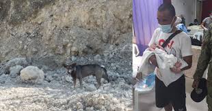 Dog Saves Abandoned Newborn Baby S Life By Leading Passerby To His Location At Rubbish Dump Mothership Sg News From Singapore Asia And Around The World