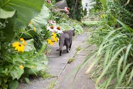 Der nachbarin muss ja bewusst sein, dass ihre katze kaum unterscheiden kann, in welches fenster sie zu hüpfen hat und in. Wie Katzen Vertreiben Aus Dem Garten Garten Und Freizeit