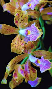 Shenzhen Nongke Orchid The Incredible Story Of The Most Expensive Orchid Ever Sold In 2021 Expensive Flowers Orchids Bloom