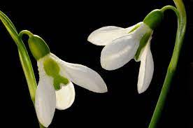 Snowdrops Flowers Photographic Print Planting Flowers