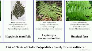 Image result for Dennstaedtiaceae