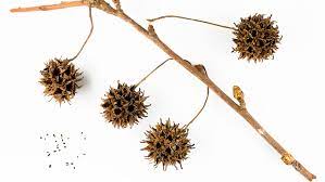 Leaves yellow, veins are green Identifying The Sweetgum Tree