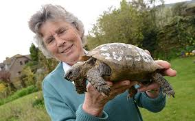 Runaway tortoise with name daubed in paint