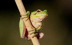 And southeastern the male uses the call to establish a breeding territory and to find a mate. Mediterranean Tree Frog Hyla Meridionalis Giraffa Helping Nature
