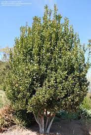 Plantfiles Pictures Bay Laurel Bay Tree Sweet Bay Bay Leaf Bayleaf Laurus Nobilis By Pvilleplanter Bay Leaf Tree Laurus Nobilis Bay Laurel Tree
