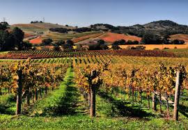 As of the 2010 census, the city had a total population of 76,915. Becoming Part Of The Heart Of Napa Valley Wine Country La Voce Di New York