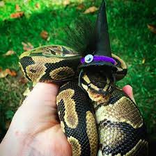And Look At This Little Witch She S Darling Snakes With Hats Cute Reptiles Cute Snake