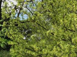 Image result for Turraea floribunda