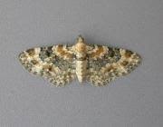 Image result for Eupithecia pulchellata