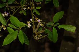 Image result for Vitex ferruginea