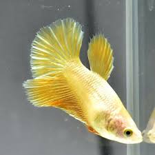 Female Betta Super Gold 24k Half Moon Ma51 Premium Grade Ready To Breed Ebay Betta Half Moon 24k Gold