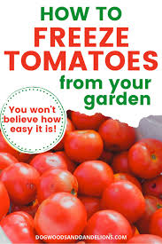 Every year, we have a couple days when we get a whole lot of tomatoes from my husband's veggie garden. Freezing Tomatoes The Simplest Way To Preserve Tomatoes Freezing Tomatoes Fresh Tomato Recipes Crushed Tomato Recipe