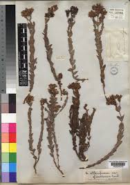 Image result for Hypericum aethiopicum