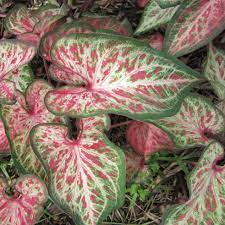 Caladium Candyland Caladium Candyland Bulbs For Sale