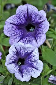 Image result for foto petúnie