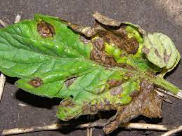 Leaf spot symptoms of early blight on tomato. Early Blight Of Tomato Umn Extension
