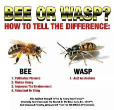 Pin By Breke Bielewitz On Bugs Spiders Funny Pictures Bee Funny