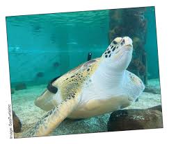 Buy sea turtle world from sunsout, 1000 pieces, free shipping available | puzzle warehouse. A Sea Turtle S World Bear Essential News