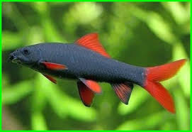 Ikan hias tidak hanya cukup menghiasi aquarium, akan tetapi juga memberikan kesan kenyamanan bagi si. 9 Jenis Ikan Hias Yang Mirip Seperti Mirip Hiu Ekor9 Com Ekor9 Com