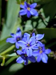 Image result for Aristea ecklonii