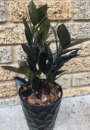 Black Raven Zz Plant Zamioculcas Zamiifolia Rare Aroid Air Purifier In 2020 Plants Shade Garden Evergreen Plants