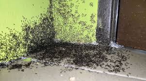 Maybe you would like to learn more about one of these? Ants Near The Front Door How To Get Rid Of Ants Inside Wood