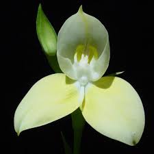 Image result for Pearsonia uniflora