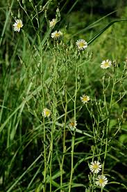 Image result for Lactuca indica